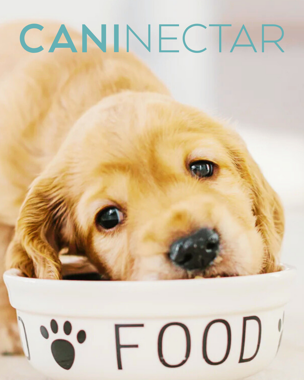 CaniNectar: Revolutionary Support for Your Dog's Digestive Wellbeing